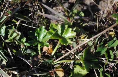 Diposis saniculifolia, photographed by ANDRÉS GONZÁLEZ