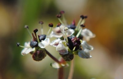 Diposis saniculifolia, photographed by ANDRÉS GONZÁLEZ