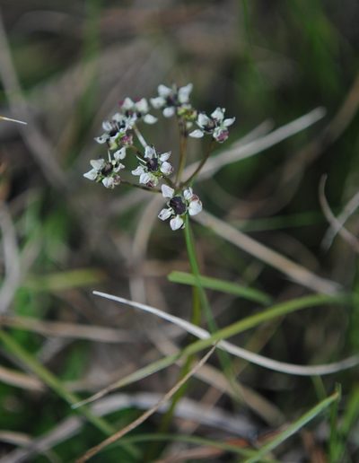 Diposis saniculifolia, photographed by ANDRÉS GONZÁLEZ