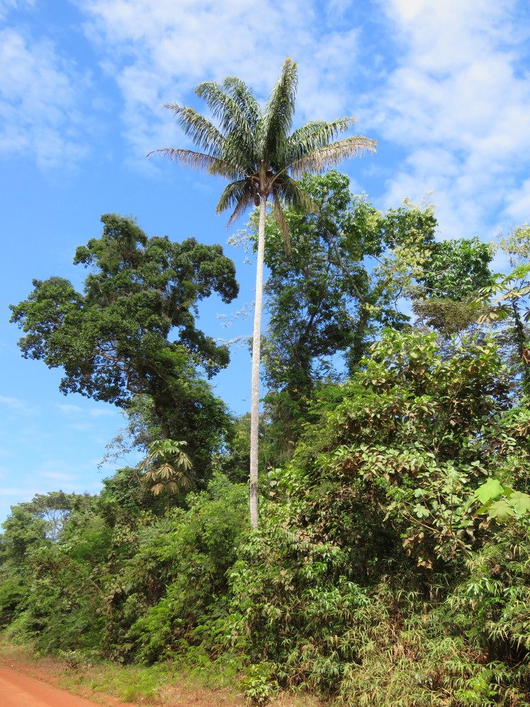 Attalea maripa, photographed by Vincent A. Vos