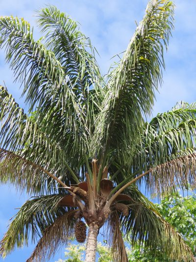 Attalea maripa, photographed by Vincent A. Vos
