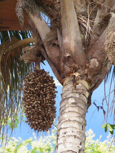 Attalea maripa, photographed by Vincent A. Vos