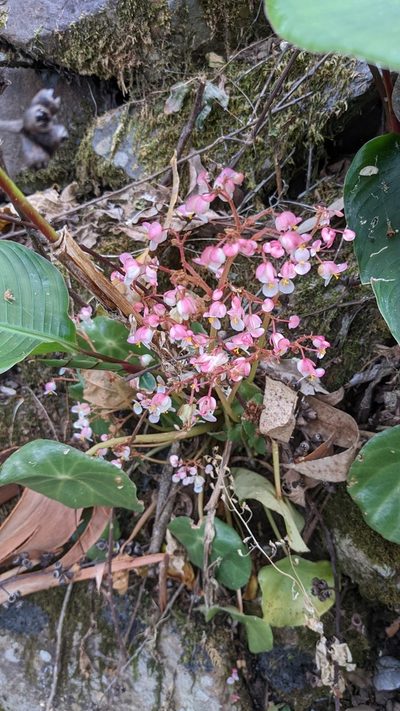 Begonia conchifolia, photographed by Jake Rehage