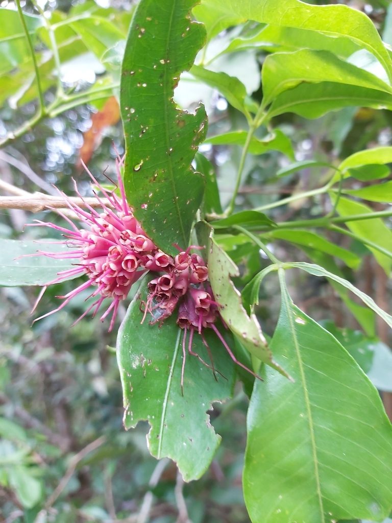 Syzygium wilsonii, photographed by Tim