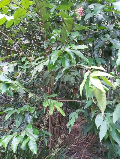 Syzygium wilsonii, photographed by Tim