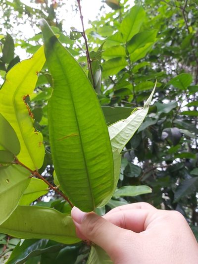 Syzygium wilsonii, photographed by Tim