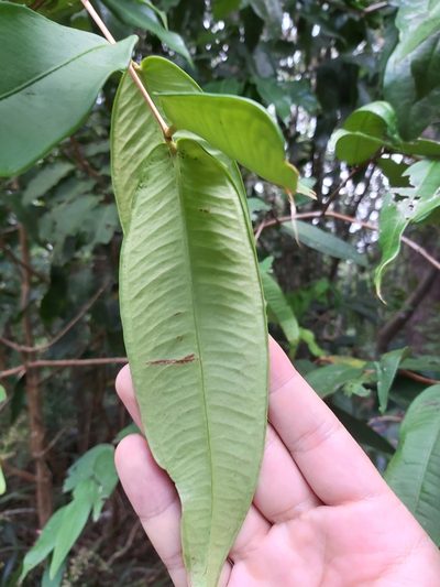 Syzygium wilsonii, photographed by Tim
