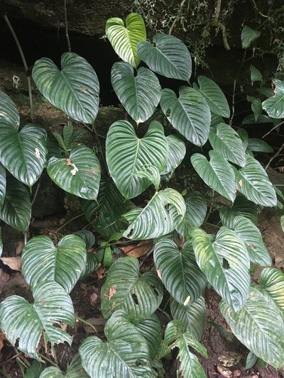 Philodendron ornatum, photographed by rebecca bachman