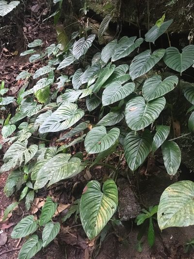 Philodendron ornatum, photographed by rebecca bachman