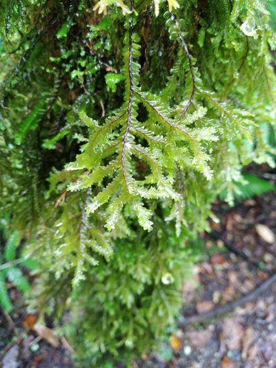 Plagiochila stephensoniana, photographed by Leon Perrie