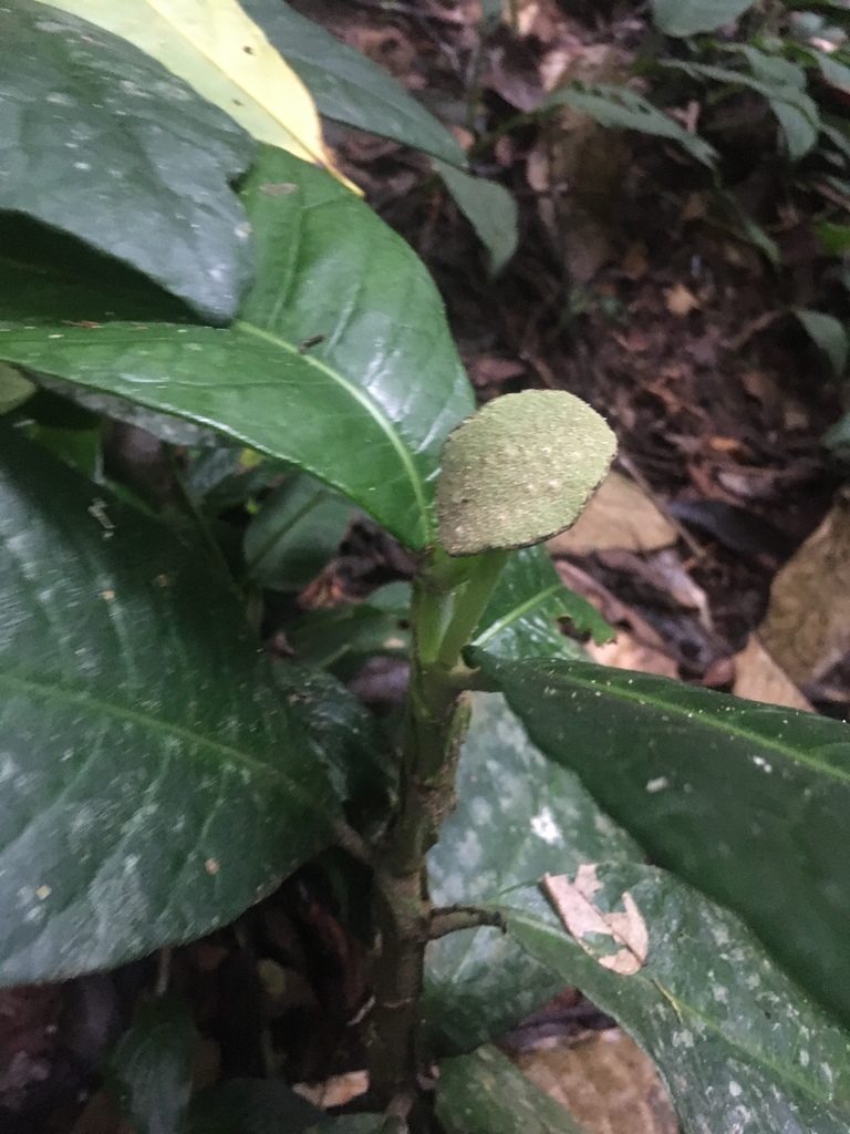Dorstenia elata, photographed by rebecca bachman