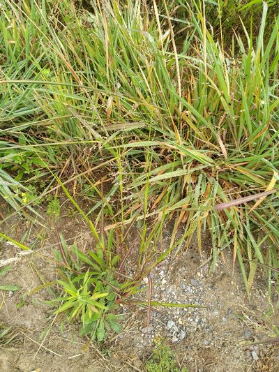 Panicum schinzii, photographed by Leon Perrie
