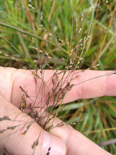 Panicum schinzii, photographed by Leon Perrie