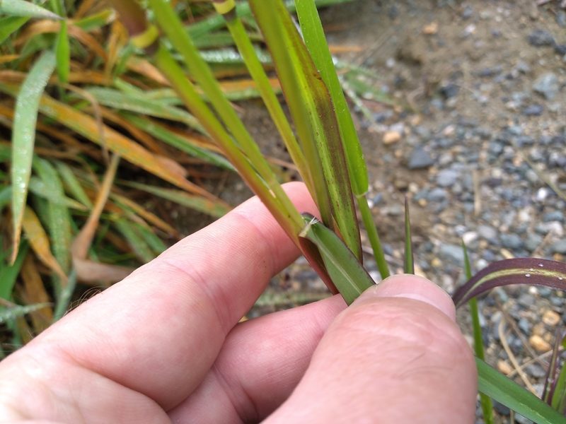 Panicum schinzii, photographed by Leon Perrie