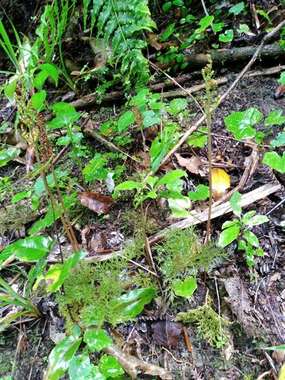 Sceptridium biforme, photographed by Leon Perrie
