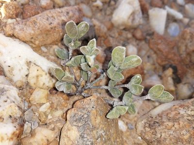 Drosanthemopsis diversifolia, photographed by sharndreheuvel