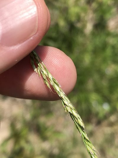 Sphenopholis filiformis, photographed by Alan Weakley