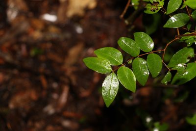 Gossia inophloia, photographed by Greg Tasney