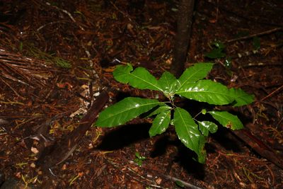 Sloanea australis, photographed by Greg Tasney