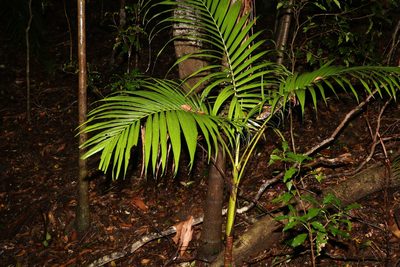 Archontophoenix cunninghamiana, photographed by Greg Tasney