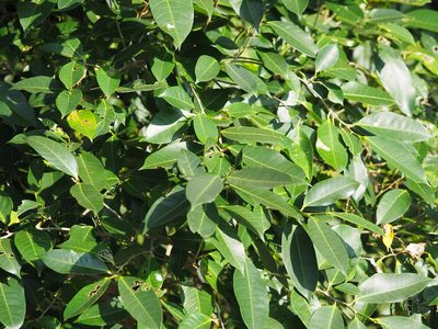Ficus virgata, photographed by 葉子