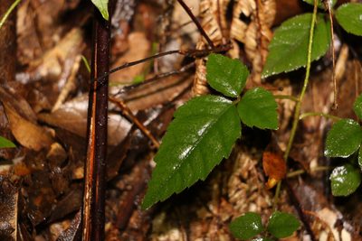 Cephalaralia cephalobotrys, photographed by Greg Tasney