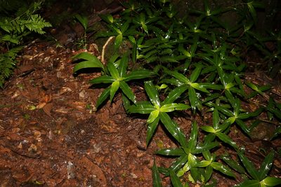 Pollia crispata, photographed by Greg Tasney