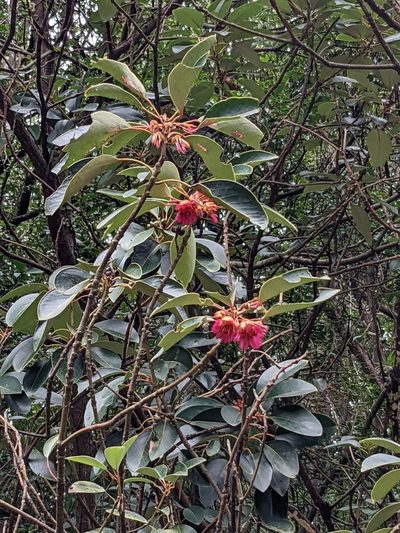 Rhodoleia championii, photographed by portioid