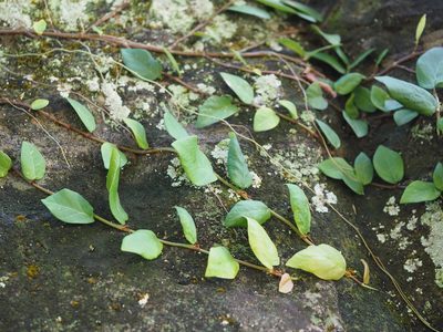 Ficus pumila, photographed by 葉子