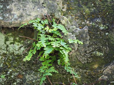 Odontosoria biflora, photographed by 葉子