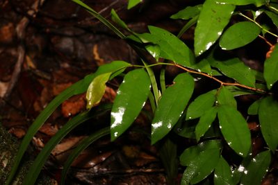 Diospyros pentamera, photographed by Greg Tasney