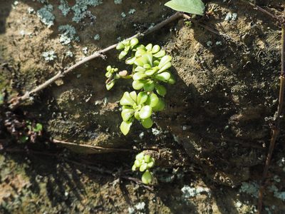 Sedum formosanum, photographed by 葉子
