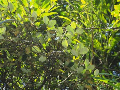 Elaeagnus formosana, photographed by 葉子