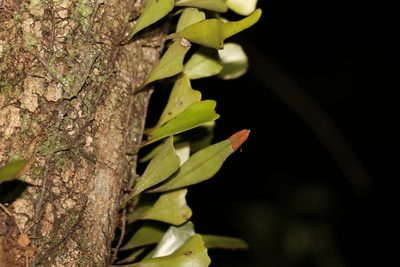 Pyrrosia confluens, photographed by Greg Tasney