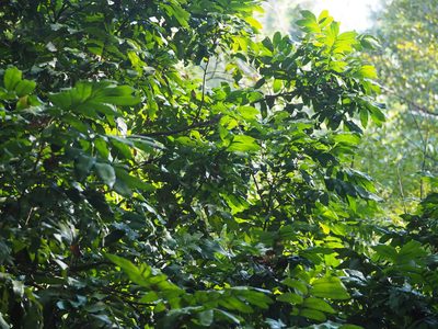 Dimocarpus longan, photographed by 葉子