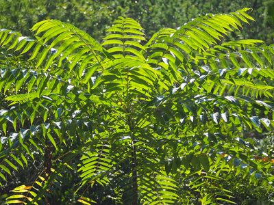 Zanthoxylum ailanthoides, photographed by 葉子