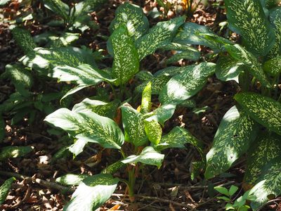 Dieffenbachia seguine, photographed by 葉子