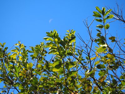 Cordia dichotoma, photographed by 葉子