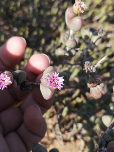 Ruschia leucosperma, photographed by sharndreheuvel