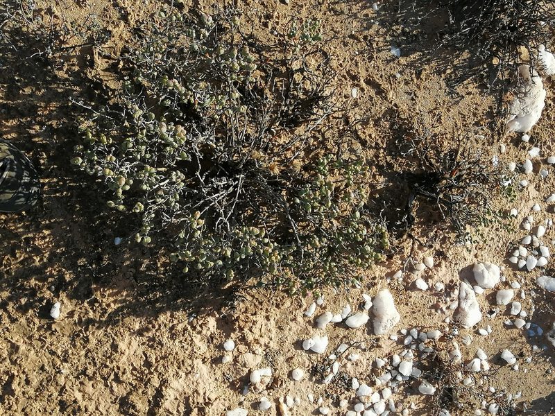 Ruschia leucosperma, photographed by sharndreheuvel