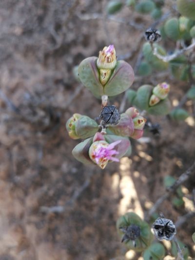 Ruschia leucosperma, photographed by sharndreheuvel