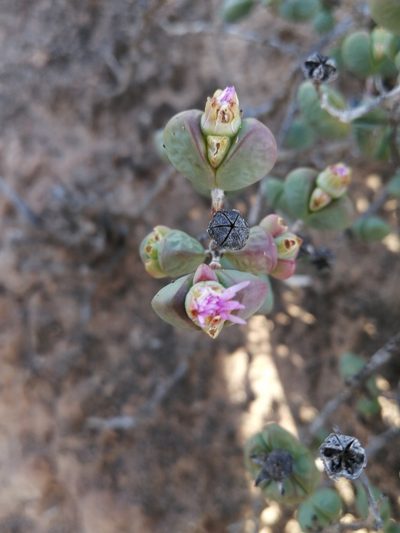 Ruschia leucosperma, photographed by sharndreheuvel