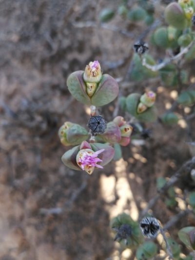 Ruschia leucosperma, photographed by sharndreheuvel