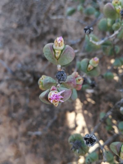 Ruschia leucosperma, photographed by sharndreheuvel