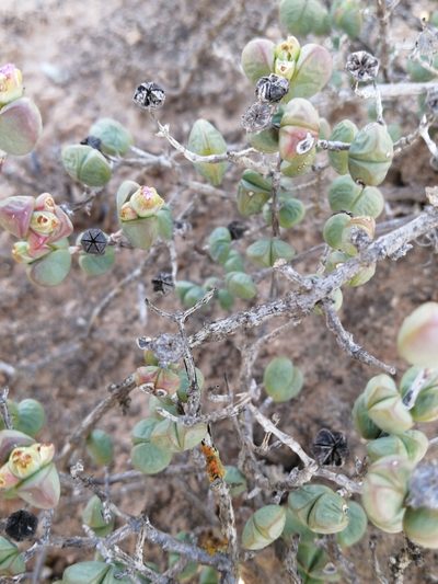 Ruschia leucosperma, photographed by sharndreheuvel