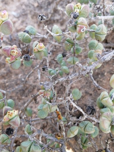 Ruschia leucosperma, photographed by sharndreheuvel