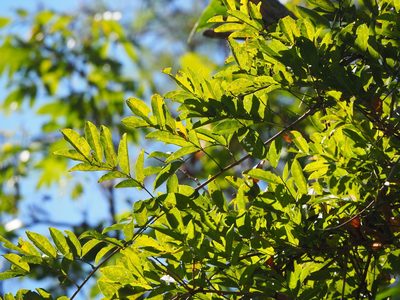 Wisteriopsis reticulata, photographed by 葉子