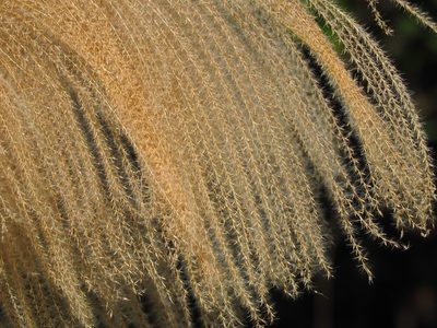 Miscanthus sinensis, photographed by 葉子