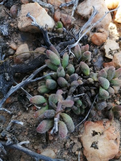 Crassula hirtipes, photographed by sharndreheuvel