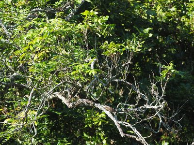 Dimocarpus longan, photographed by 葉子
